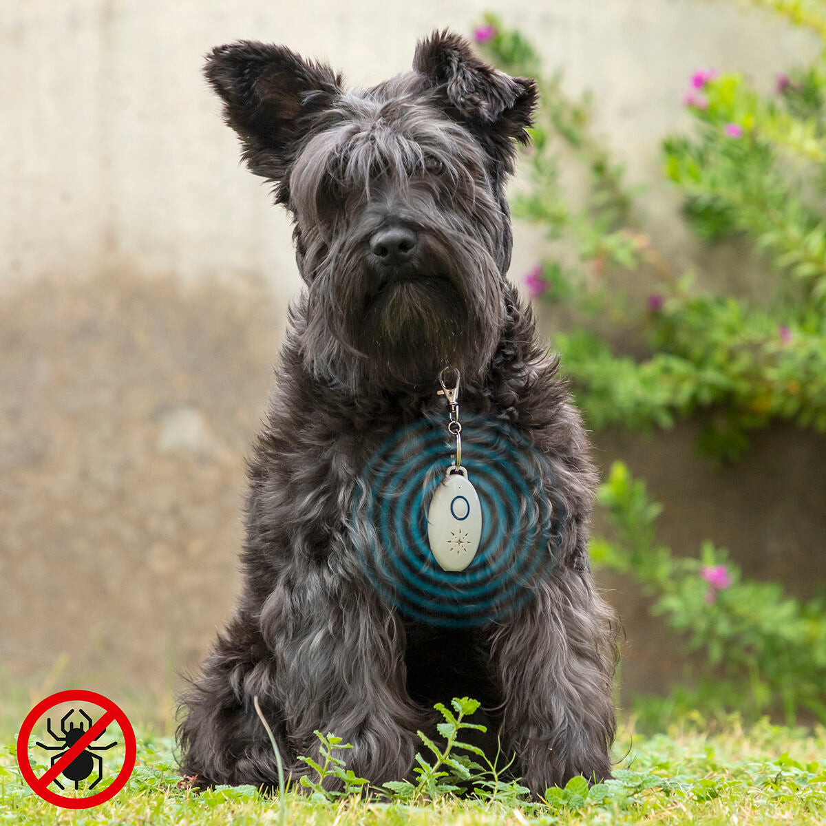 anti-tique-collier-ultrason