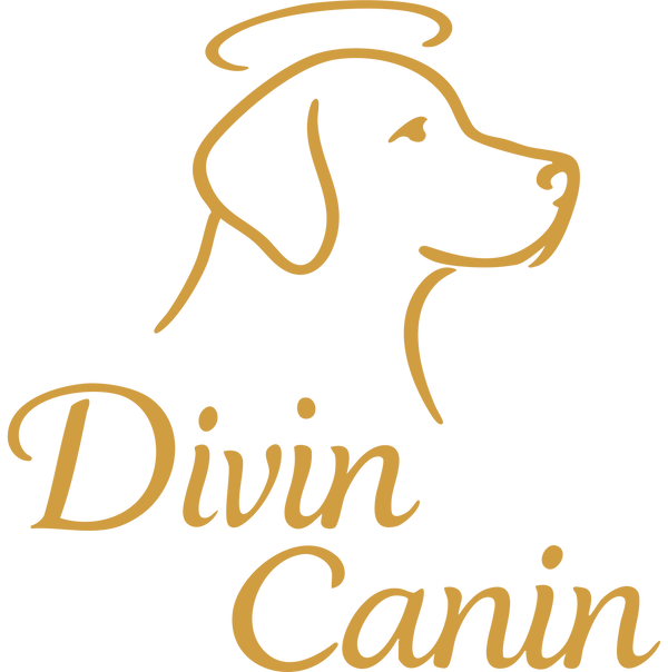 Divin Canin accéssoires pour chien