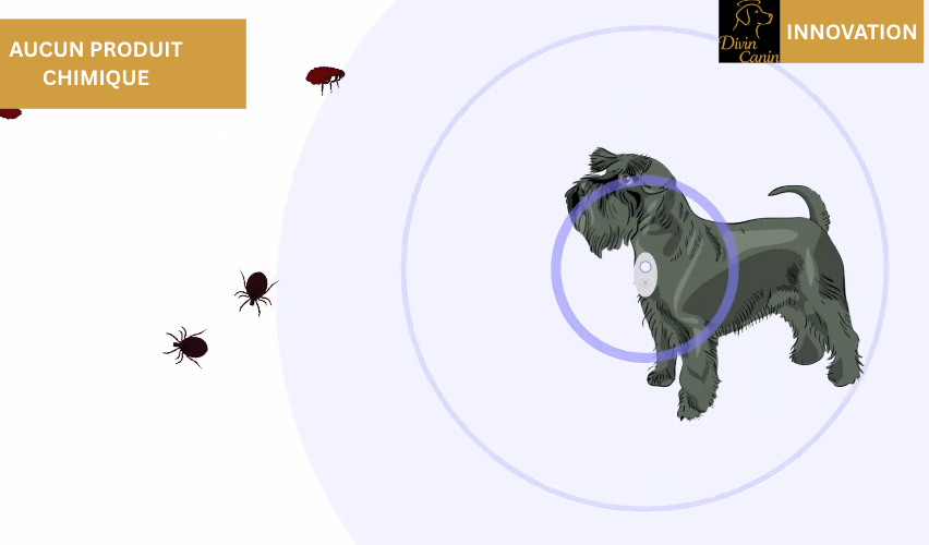 Répulsif Anti tique et puce aux Ultrasons Divin Canin – Protection Naturelle Rechargeable pour les chiens